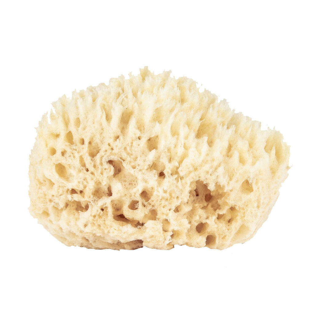 Baudelaire Wool Bath Sponge Sea Sponge Baudelaire 